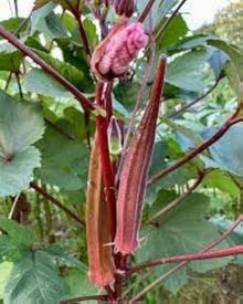 Red Okra Abelmoschus Esculentus vegetable Seeds for productive rows in the kitchen garden and backyard vegetable beds