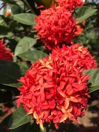 Ixora Seeds (Ixora spp.) for a bright addition to the Flower Bed & Garden