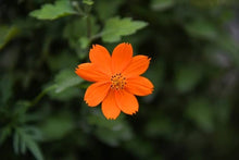 Cosmos Cosmic Orange Seeds for a homegrown harvest from the Vibrant Orange Blooms in the Garden