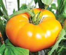 Big Rainbow Bi-Color Tomato Seeds for home growers seeking a reliable harvest