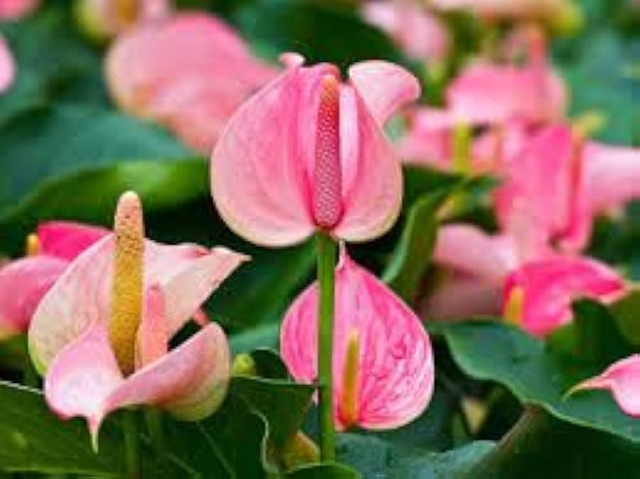Anthurium Anthurium andraeanum flower seeds for planting in indoor pots and shaded vertical garden - for planting in home garden