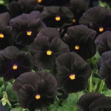 Pansy Seeds for growers filling out the White Garden