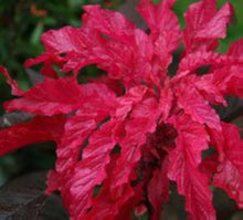 Amaranthus Early Splendor Tricolor Seeds for growers filling out the Garden