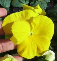 Gold Pansy Seeds (Viola tricolor) for seasonal color across the flower bed