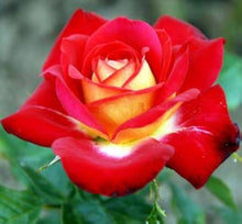 Hybrid Rose Rosa Hybrida flower Seeds for a bright addition to the home garden and decorative backyard settings
