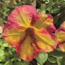 Petunia Seeds grown for light Yellow Gardening