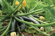 Long Bottle Green Pumpkin Seeds As R Colt Es L Ann E  Ornamental Garden Plant Garden Plant Seeds