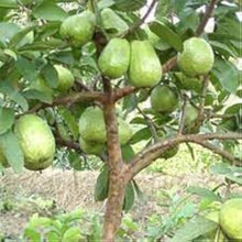 Guava Seeds for growers planting the Garden Growing