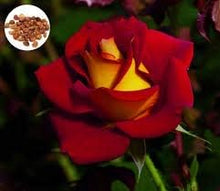 Rose Rosa Hybrida Osiria Ruby Rare Seeds for seasonal color across the Garden Bouquets