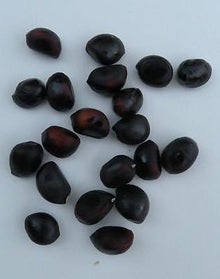 Peony Seeds (Paeonia suffruticosa) for growers filling out the backyard garden or ornamental flower beds