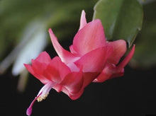 Cactus Schlumbergera Truncatus Zygocactus Bonsai Seeds known for indoor Holiday Decor