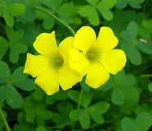 Oxalis Laciniata Seeds (Oxalis spp.) for a bright addition to the Flower Bed