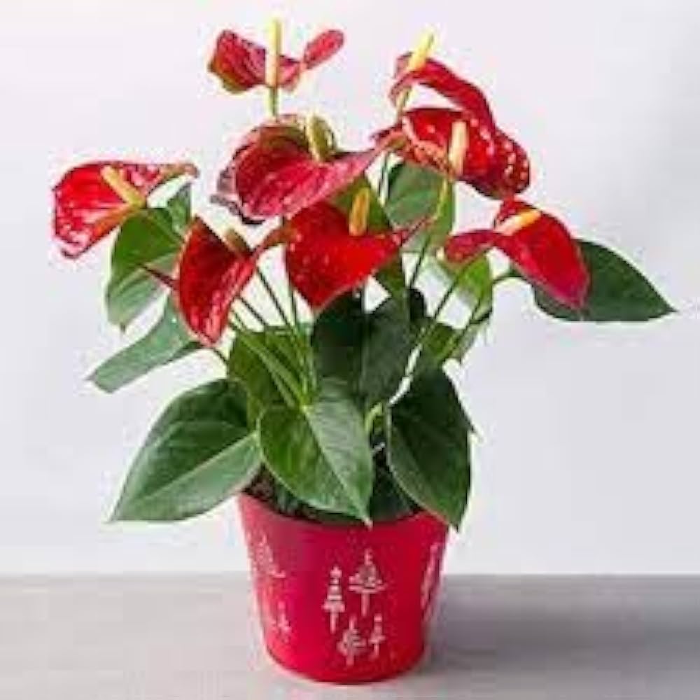 Anthurium Anthurium andraeanum red flower seeds for planting in indoor pots - for planting in home garden