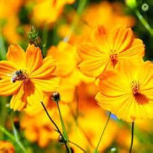 Cosmos Sulphur Orange Seeds for gardeners building out beds and borders