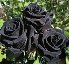 Black Rose Bonsai Seeds (Rosa spp.) for long-term planting in the decorative bonsai and compact garden planting