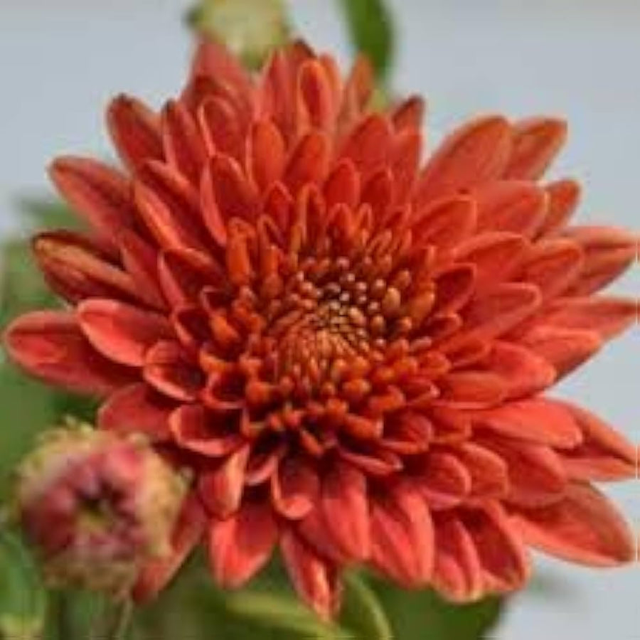 Chrysanthemum Flower ��������� Chrysanthemum spp. ��������� for planting in light red garden