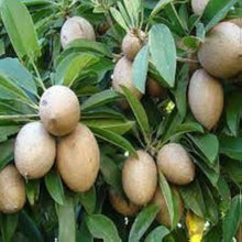 Sapota Seeds (Manilkara zapota) for sweet homegrown fruit in the Vegetable Patch