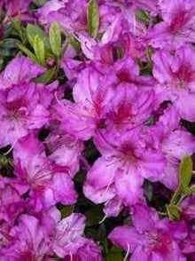 Rhododendron Azalea Seeds (Rhododendron spp.) for seasonal color across the Flower Bed & Shade Garden