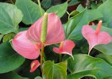 Anthurium Seeds for gardeners building out beds and borders