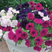 Heirloom Hanging Petunia Mixed Black Rare Variety Garden Plant Seeds for a colorful addition to any planting