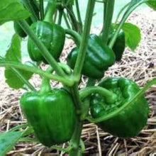 Cedrino Hot Pepper Seeds (Capsicum annuum) prized among growers for high-Yield Kitchen Gardening