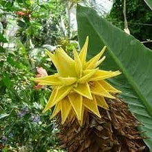 Banana Musa Lasiocarpa Golden Lotus Musella Banana Tree Seeds for a lasting addition to the Outdoor Gardens