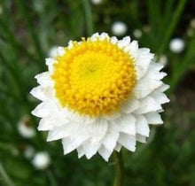 White Winged Everlasting Seeds â€“ Paper Button Flowers Ideal for Dried Arrangements
