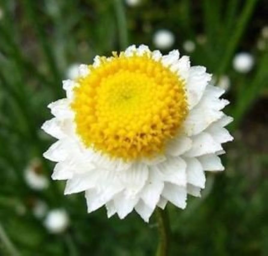White Winged Everlasting Seeds â€“ Paper Button Flowers Ideal for Dried Arrangements