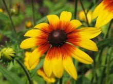 Daisy Rudbeckia Hirta Gloriosa Seeds for a bright addition to the Pollinator Landscape Planting