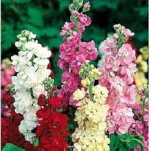 Imperial Blend Matthiola Stock Seeds for reliable seasonal color