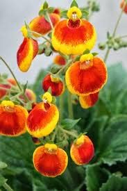 Calceolaria Seeds (Calceolaria spp.) for growers filling out the Flower Bed & Garden