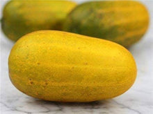 Cucumber Seeds for productive rows in the vegetable patch