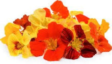 Nasturtium Tropaeolum Majus Seeds for reliable seasonal color