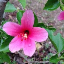 Star Hibiscus Rose Seeds (Hibiscus rosa-sinensis) for a lasting display in the Tropical Garden