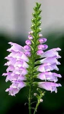 Gelenkblume Wildflower Seeds (Epigaea repens) for seasonal color across the Flower Bed & Urban Garden