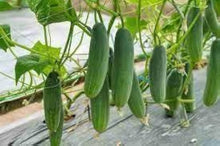 Cucumber Seeds for a productive addition to the vegetable patch