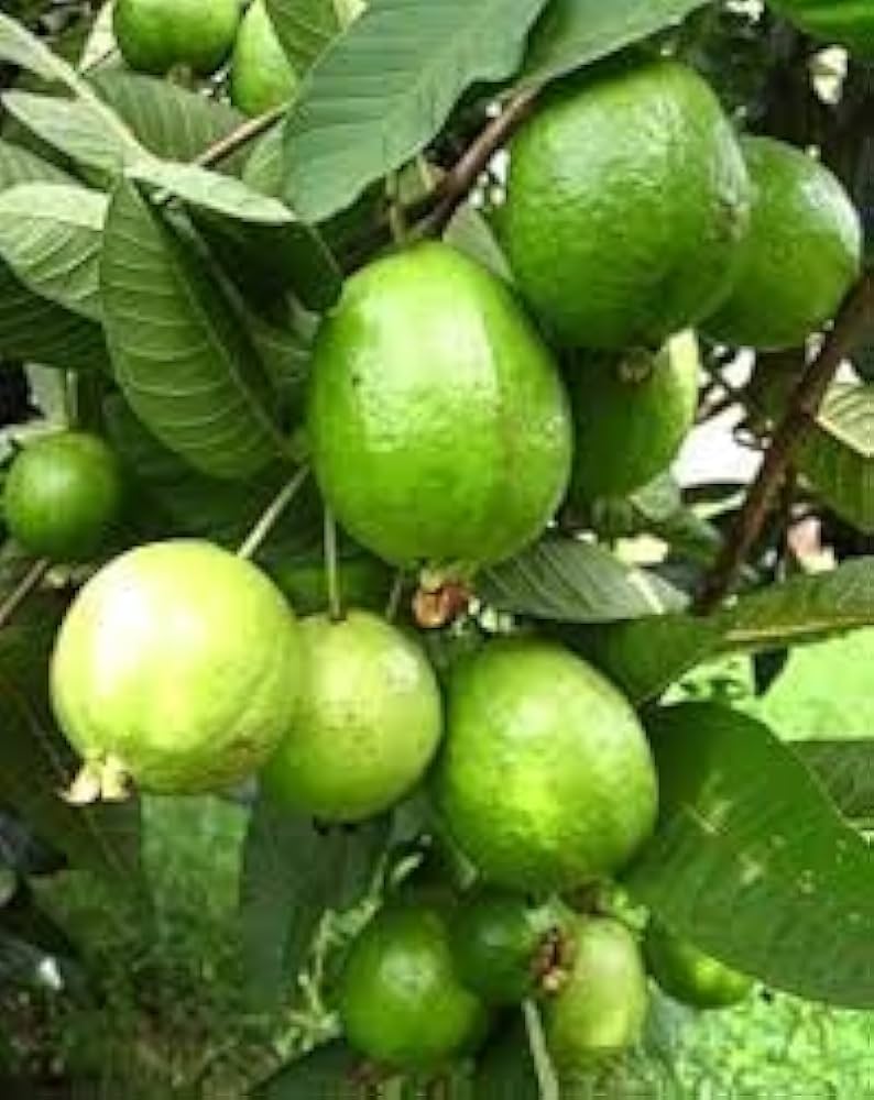 Guava (Psidium guajava) seeds for tropical fruit garden growing