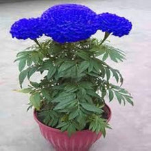 Blue maidenhair seeds for herb and flower garden