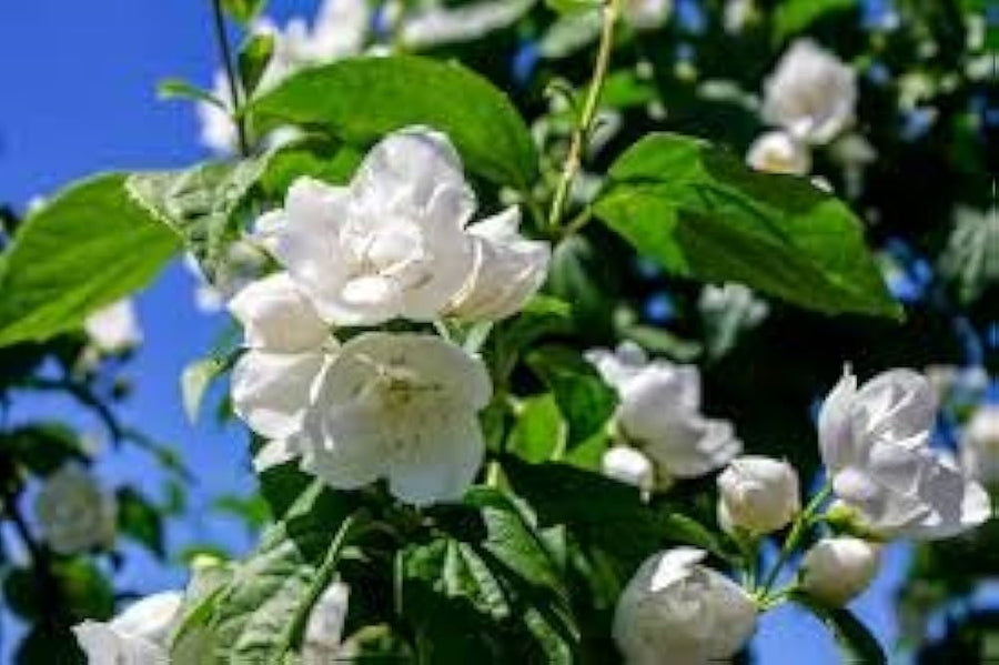 Jasmine Velvet Flower (Jasminum spp.) seeds for garden planting