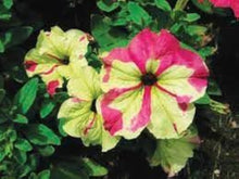 Petunia Seeds grown for light Yellow Gardening