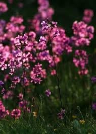 Catchfly Seeds for a colorful addition to any planting