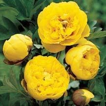 Yellow Sunshine Shrub Peony Seeds for a colorful addition to any planting