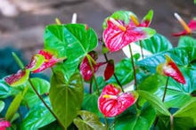 Anthurium Andraeanum Seeds (Anthurium andraeanum) for growers filling out the indoor pots and home decor planting