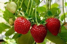 Red Climbing Strawberry Garden Seeds for growers wanting a homegrown harvest