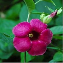 Allamanda Violacea Seeds (Allamanda violacea) for a bright addition to the flower beds and tropical gardens