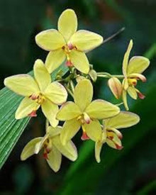 Hydroponic Phalaenopsis Orchid Plant Seeds for a colorful addition to any planting