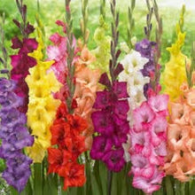 Gladiolus Seeds for gardeners building out beds and borders