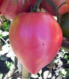 Heirloom Pink Oxheart Tomato NF Bio Seeds prized among growers for sweet, Heart-Shaped Tomatoes