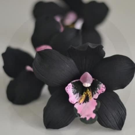 Dark Khaki Orchid Perennial Flower - for planting in home garden