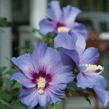 Double Seeds (Rose von) for a colorful addition to any planting